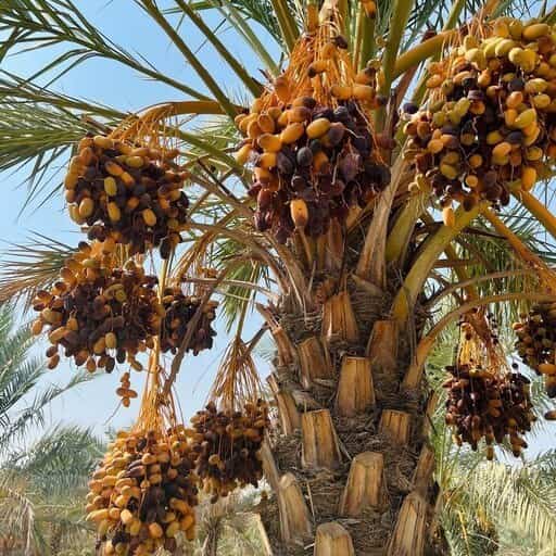 تصویر 2 از خرما مجول بدون مواد نگهدارنده